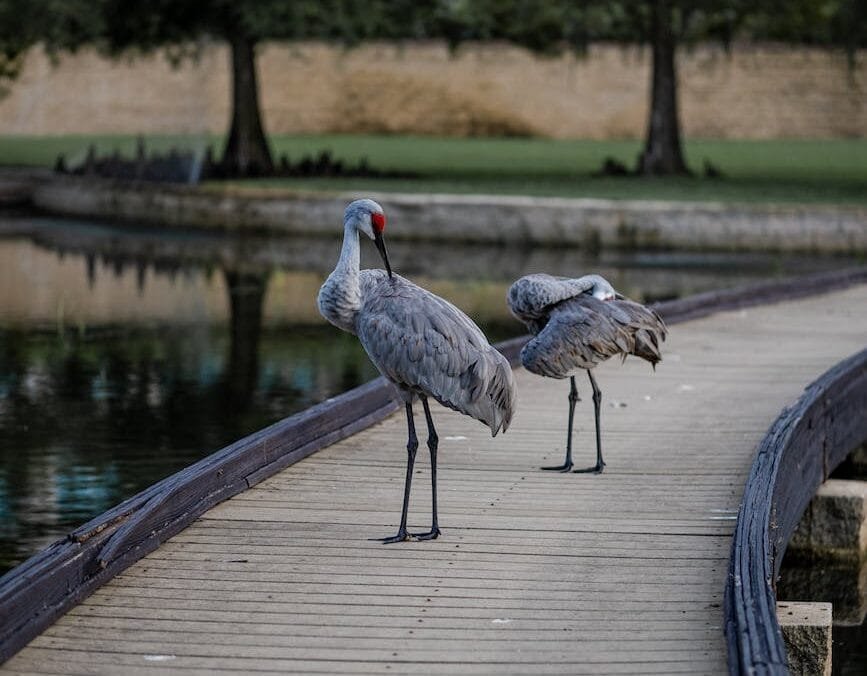 The Ultimate Guide to Investing in Land O’ Lakes Real Estate: Your Path to Prosperity